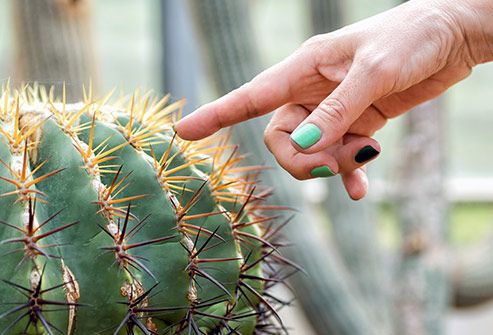 touching cactus with finger