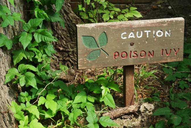 Steer Clear of Poison Plants