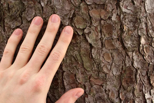 hand on tree trunk