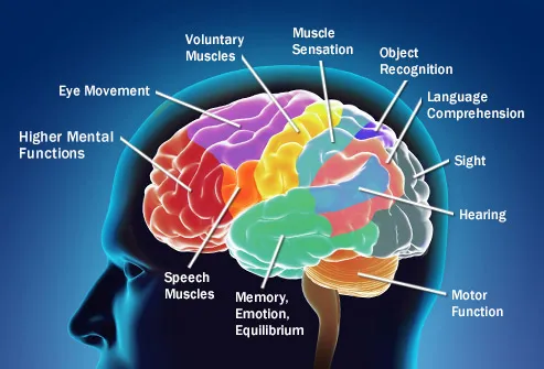 brain function diagram