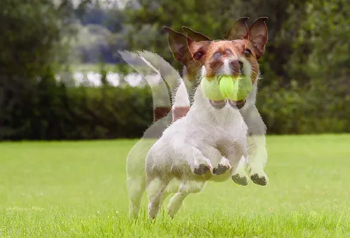 double vision dog with ball