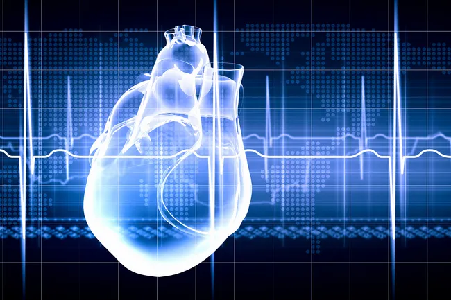 healthy heart anatomy