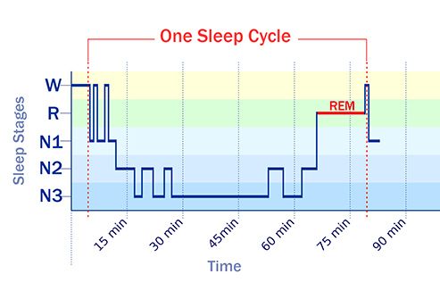 sleep cycle graph