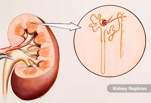 kidney nephron illustration