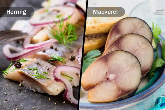 herring and mackerel diptych