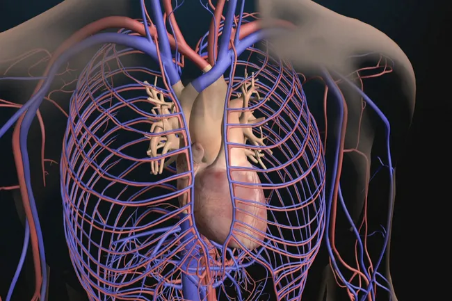 心血管系統照片