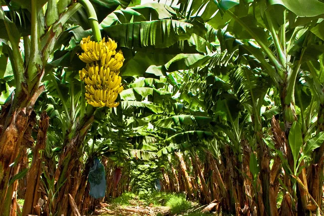 photo of banana plantation