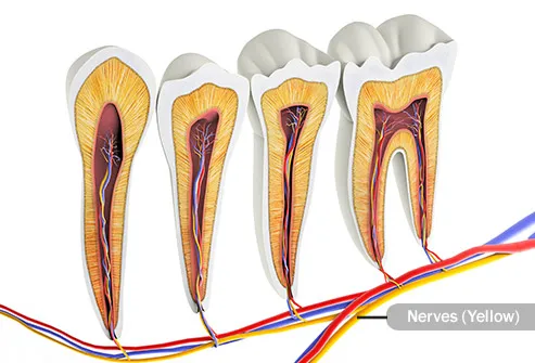 Wisdom Teeth What They Look Like Other Things To Know