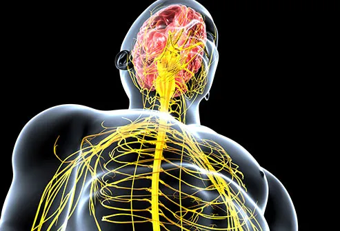 nervous system illustration