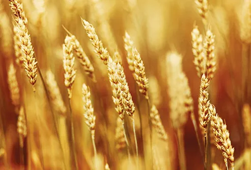 wheat growing in field