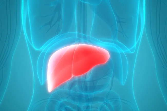 photo of liver illustration