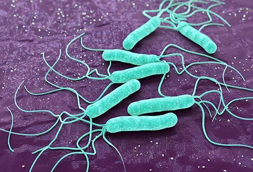 pylori bacteria