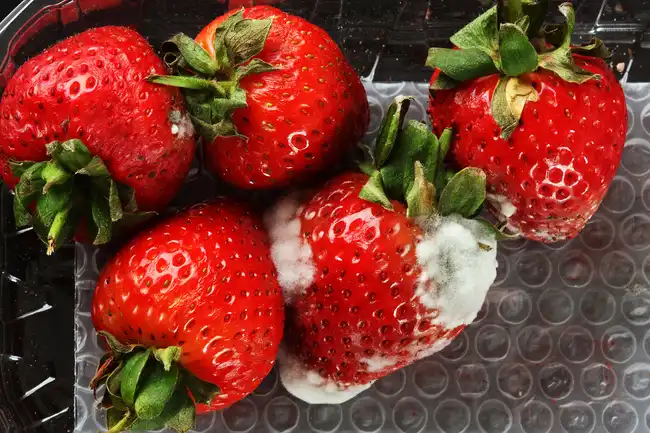 moldy strawberries