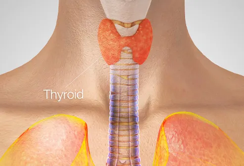 thyroid illustration