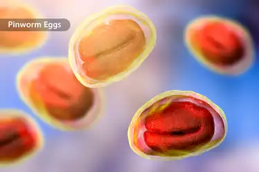 Worms People Can Get Pinworm Eggs In Poop