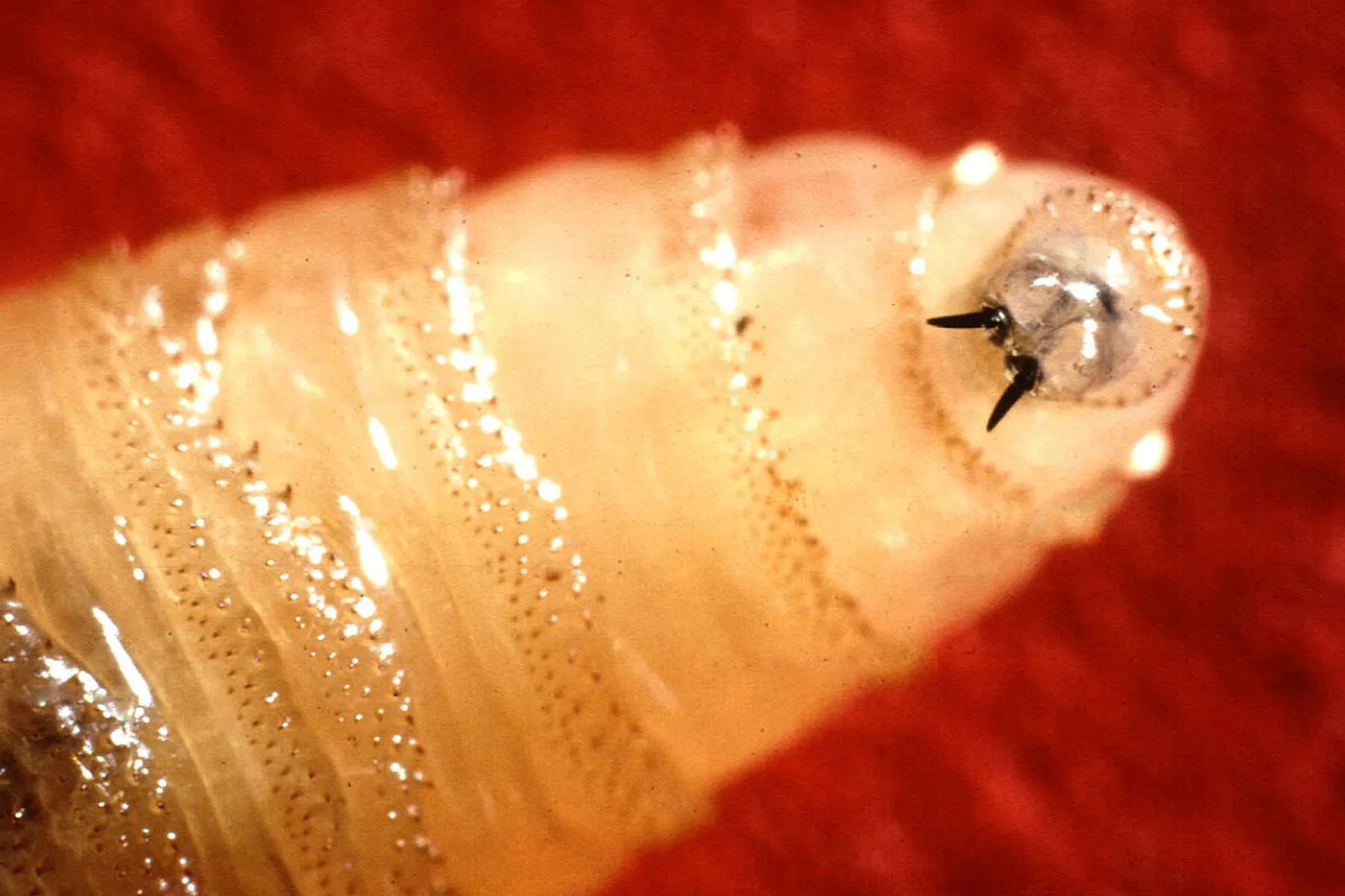 Trichinella pinworms