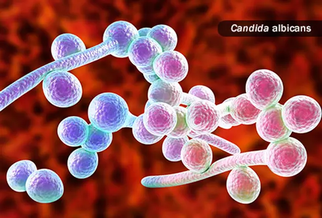 All About Candida