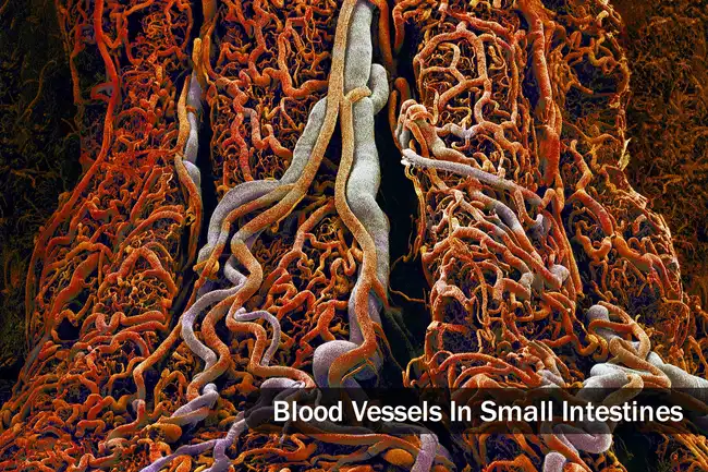blood vessels in small intestine