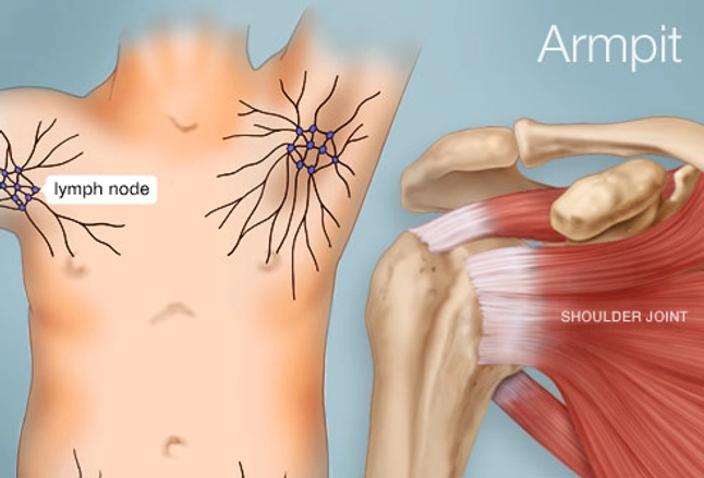 Muscle diagram under arm