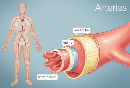 Vascular Anatomy Chart