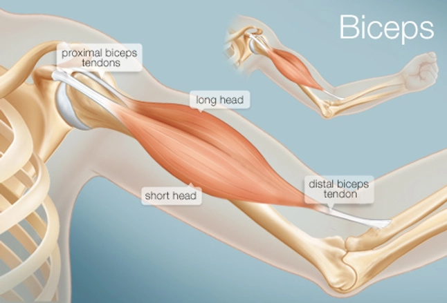 The Biceps (Human Anatomy): Function, Diagram, Conditions, & More