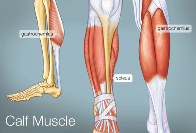 Muscles in bum diagram