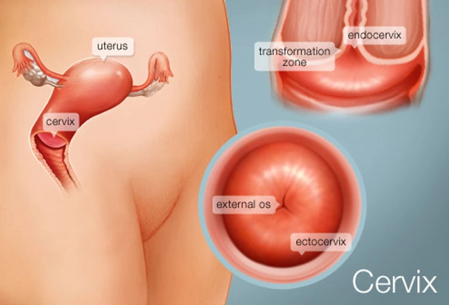 What is a Cervix