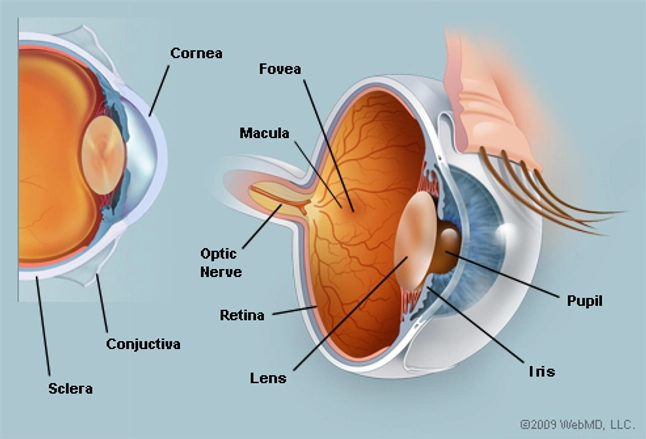 Image result for eye anatomy