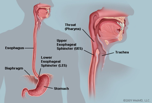 Image result for human esophagus digestive system