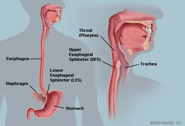 Picture of Human Esophagus