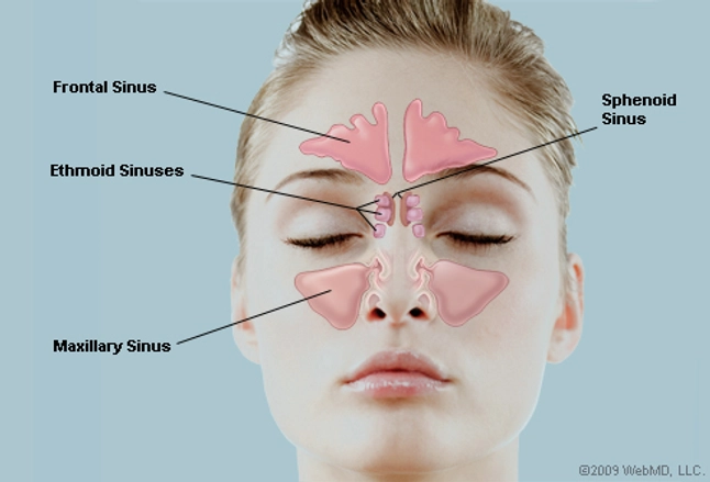 Image result for sinus