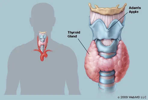 The Thyroid (Human Anatomy): Picture, Function, Definition, Location in the  Body, and More