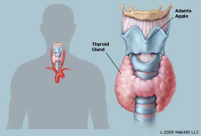 Picture of Human Thyroid Gland