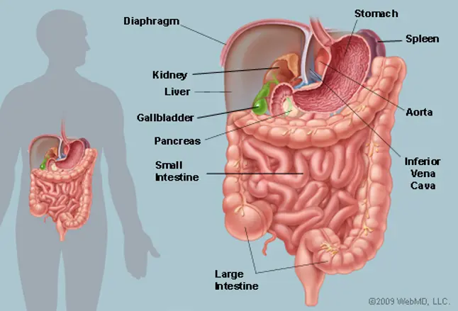 Illustration of the human abdominal organs