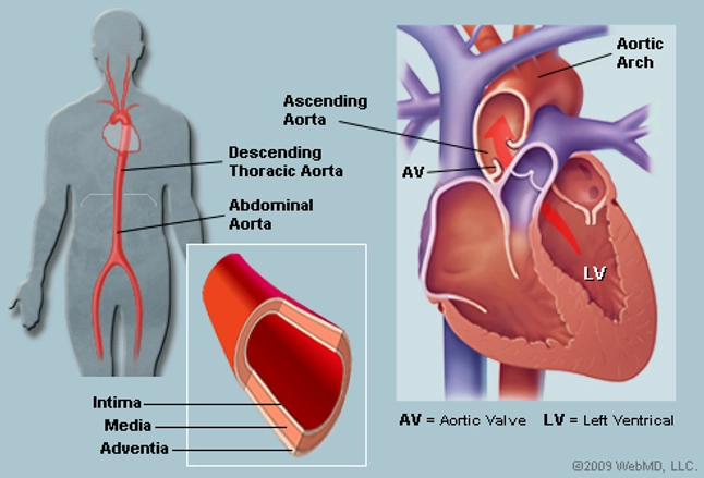 Heart Diagram Ascending Aorta