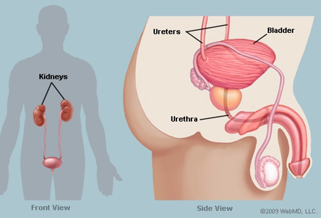 how enlarged prostate causes weak urine stream