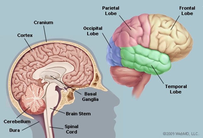 Brain diagram labelled