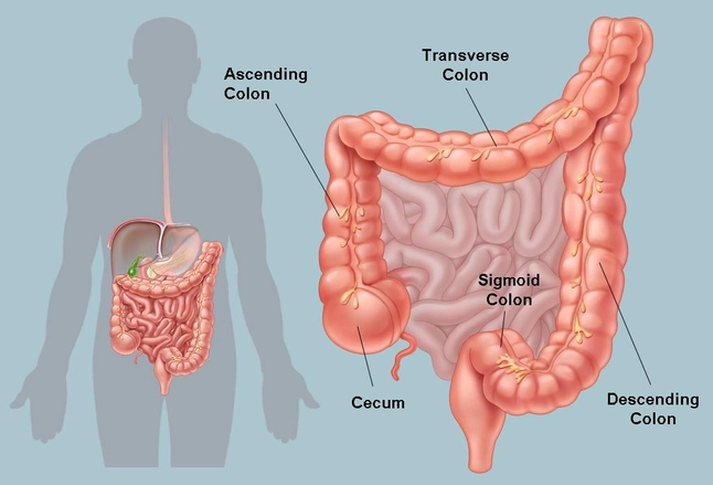 Picture of the Human Colon Anatomy & Common Colon Conditions