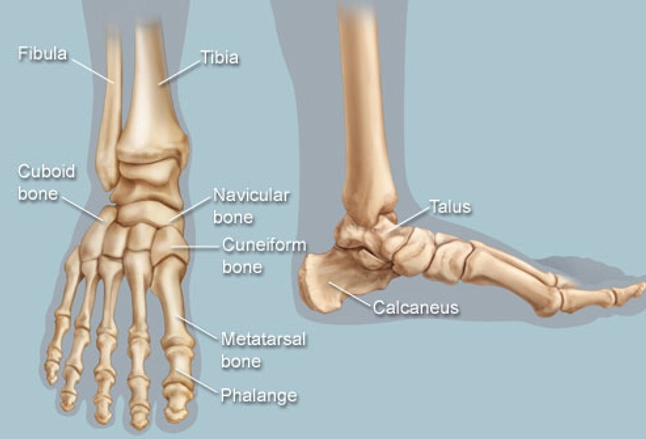 Anatomical illustration of human foot