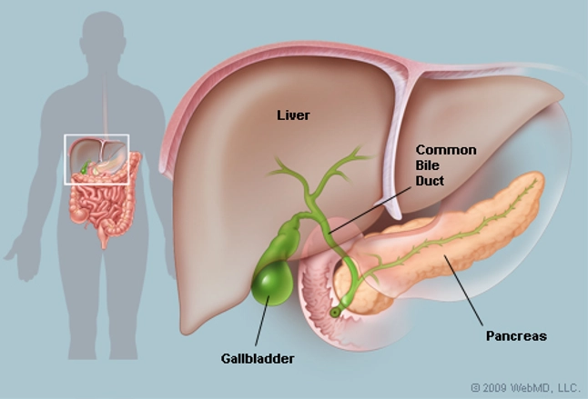 Picture of Liver with Gallbladder