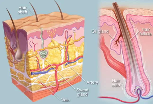 Anatomical illustration of hair follicle