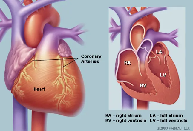 Illustration of the human heart