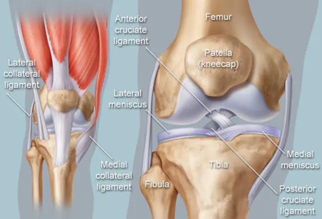 Anatomical illustration of knee