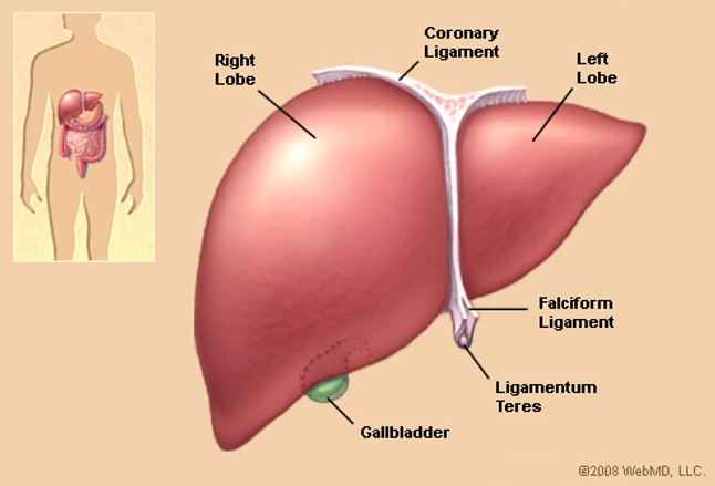 Diagram Body Right Side Human Body Organs