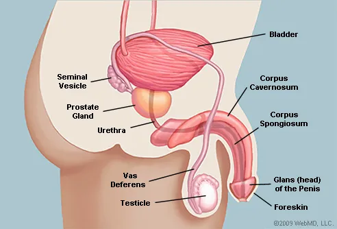Mărirea glandului penian (vârful penisului)