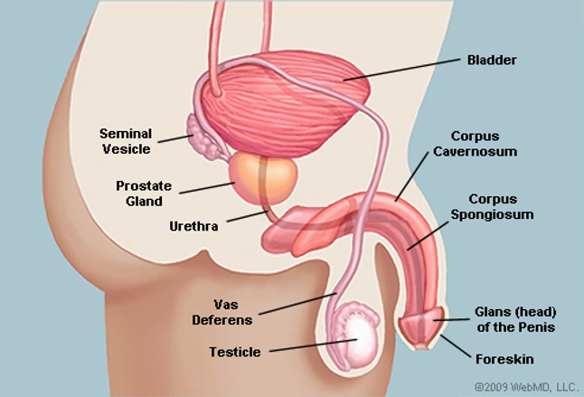 Diagram Penis In Vagina 98