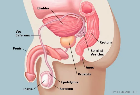 prostate gland anatomy)
