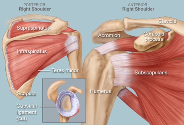 Shoulder Human Anatomy: Image, Function, Parts, and More