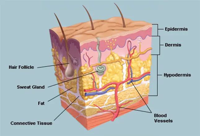 Anatomical Structures of Human Skin