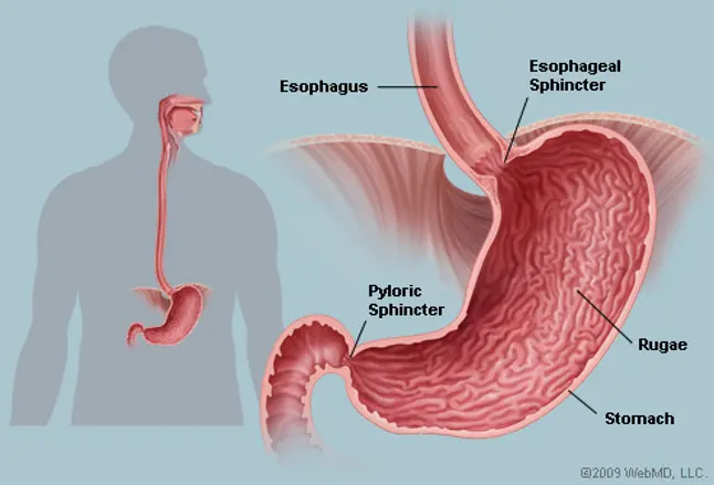 Picture of Human Stomach